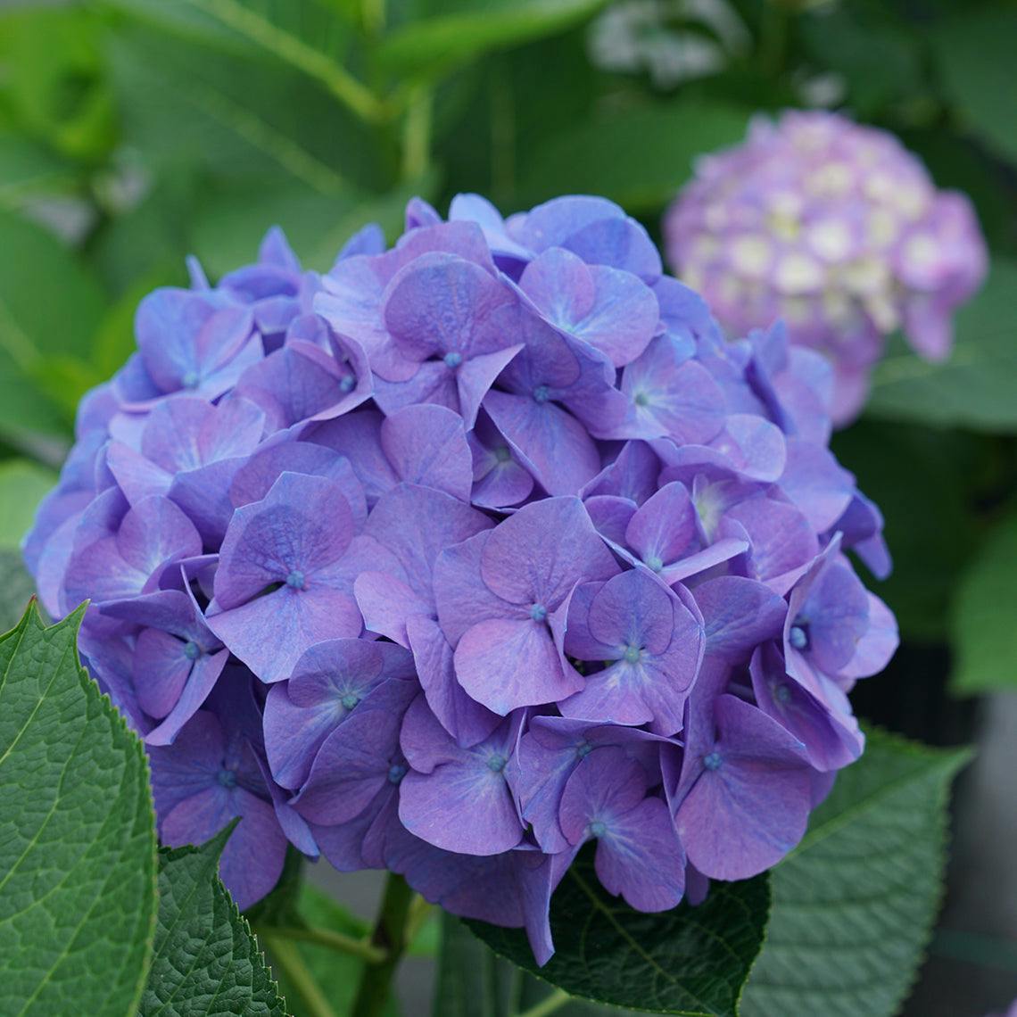 user avatar image for Hydrangea 