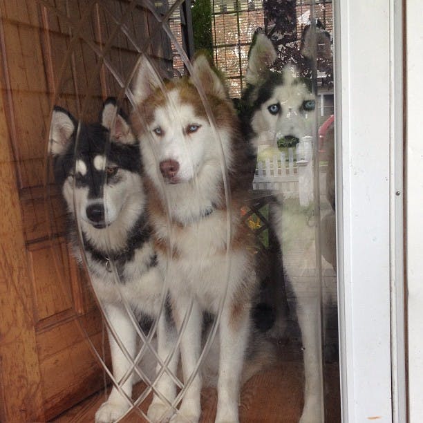 user avatar image for Snow