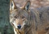 Jacques (M2152) - Red Wolf