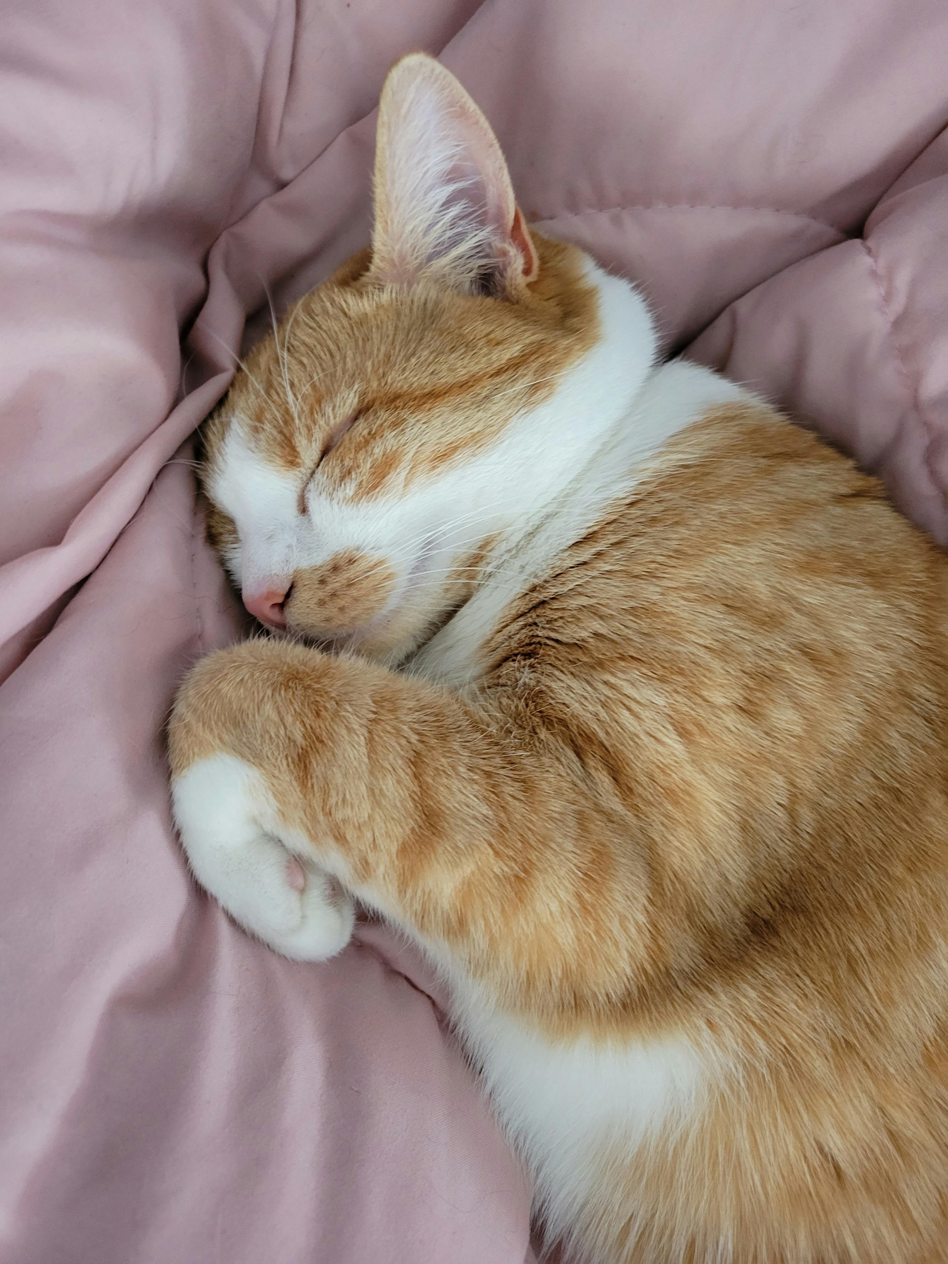 user avatar image for Evolspell