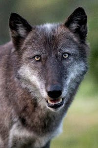 user avatar image for amberkat