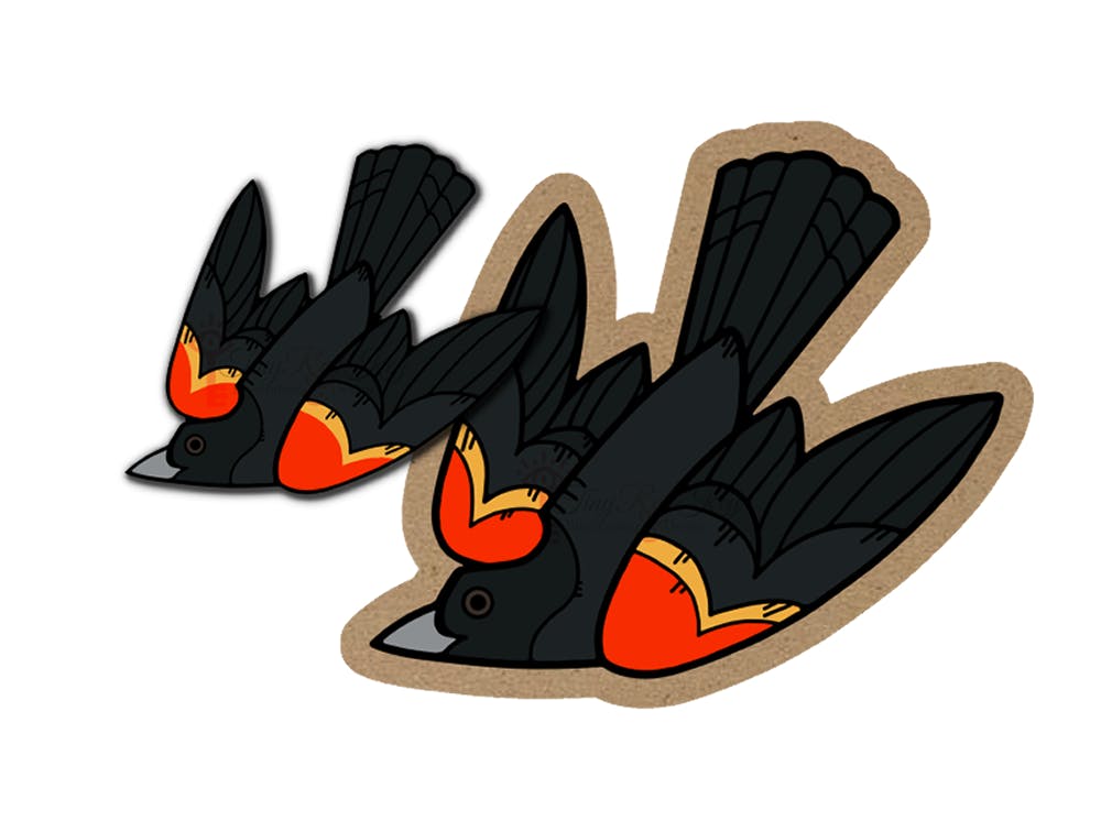 Fledgling - Blackbird