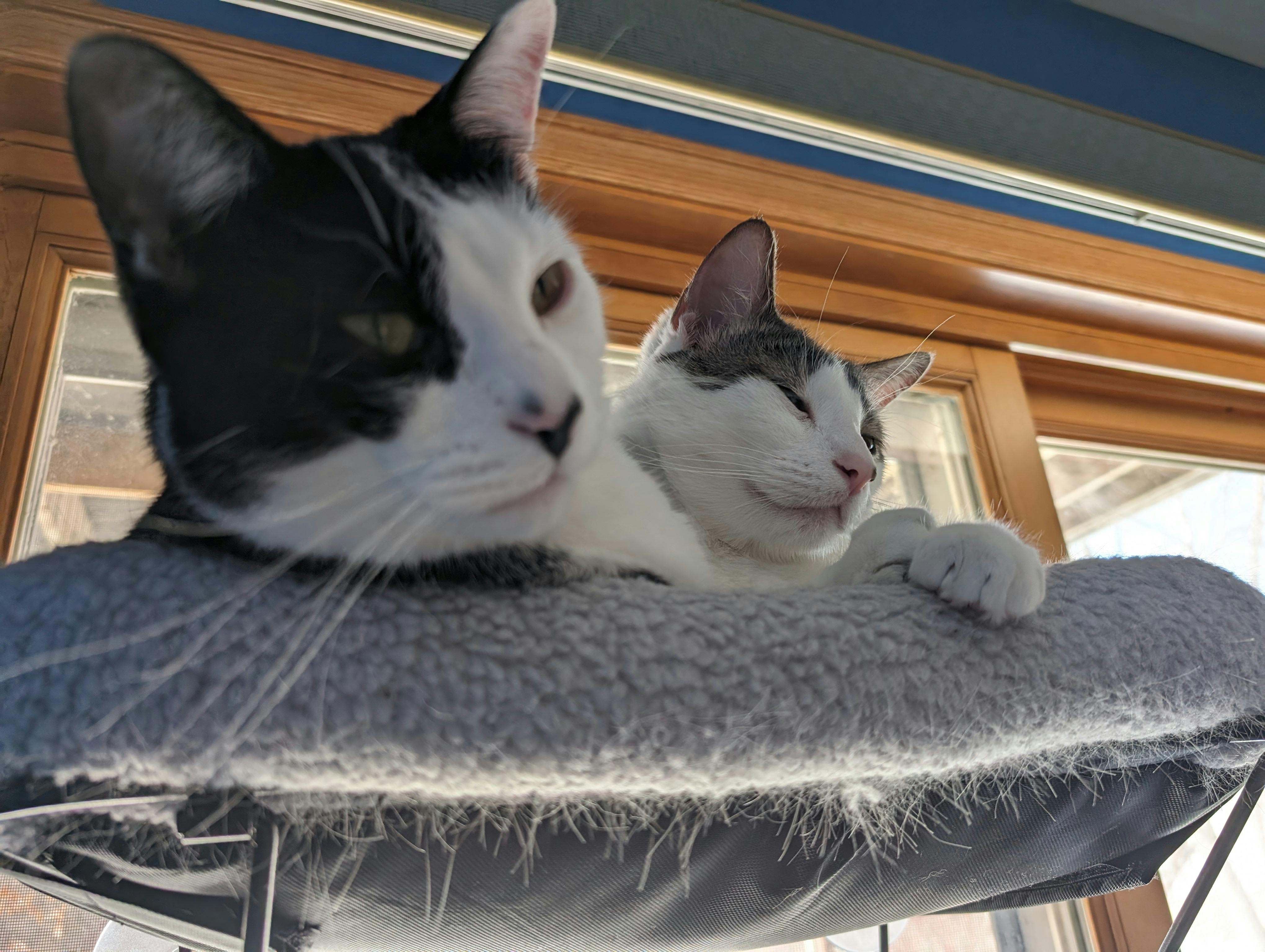 user avatar image for BrieJac