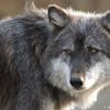 user avatar image for Greywolfe