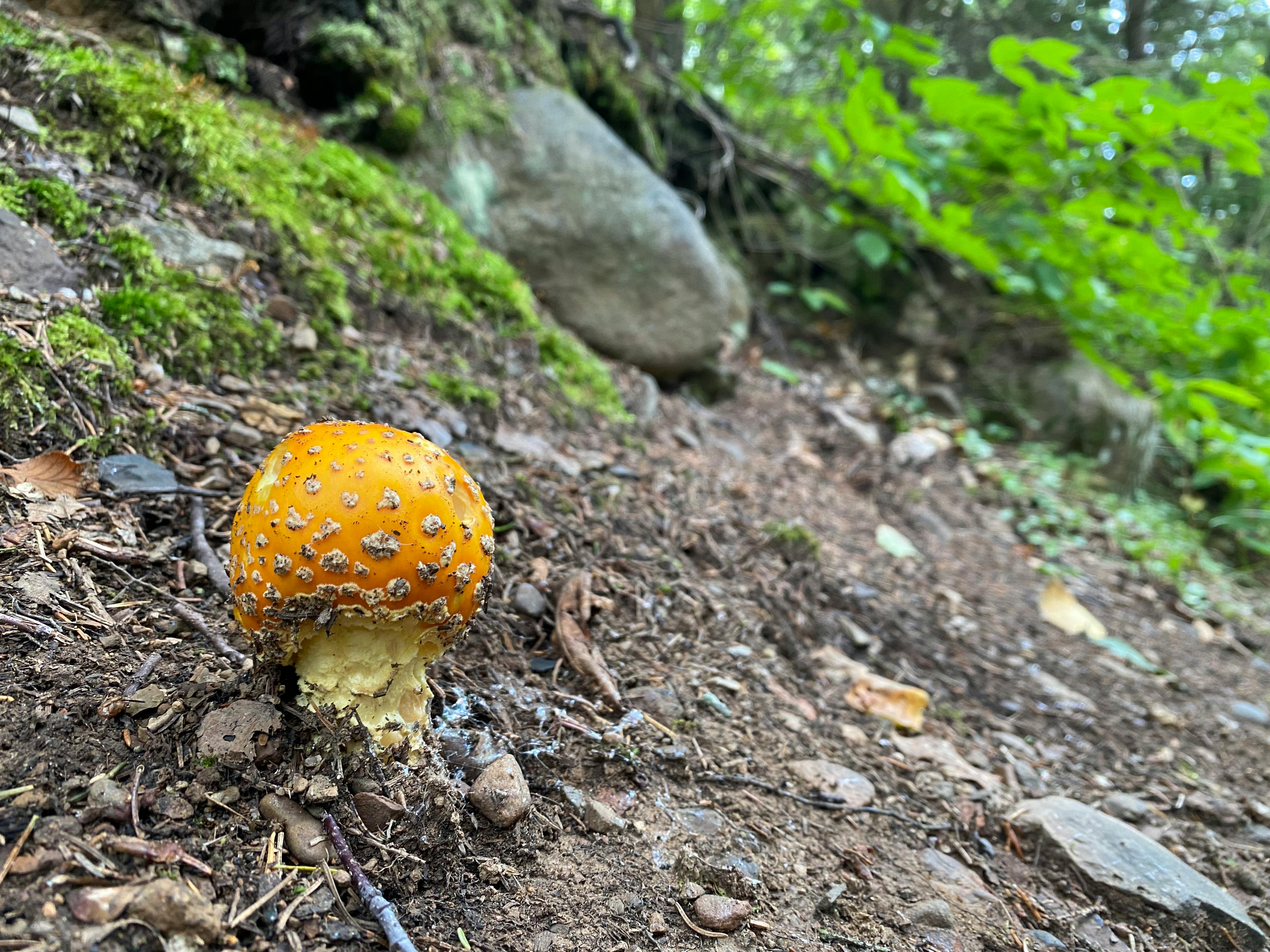 user avatar image for Grey