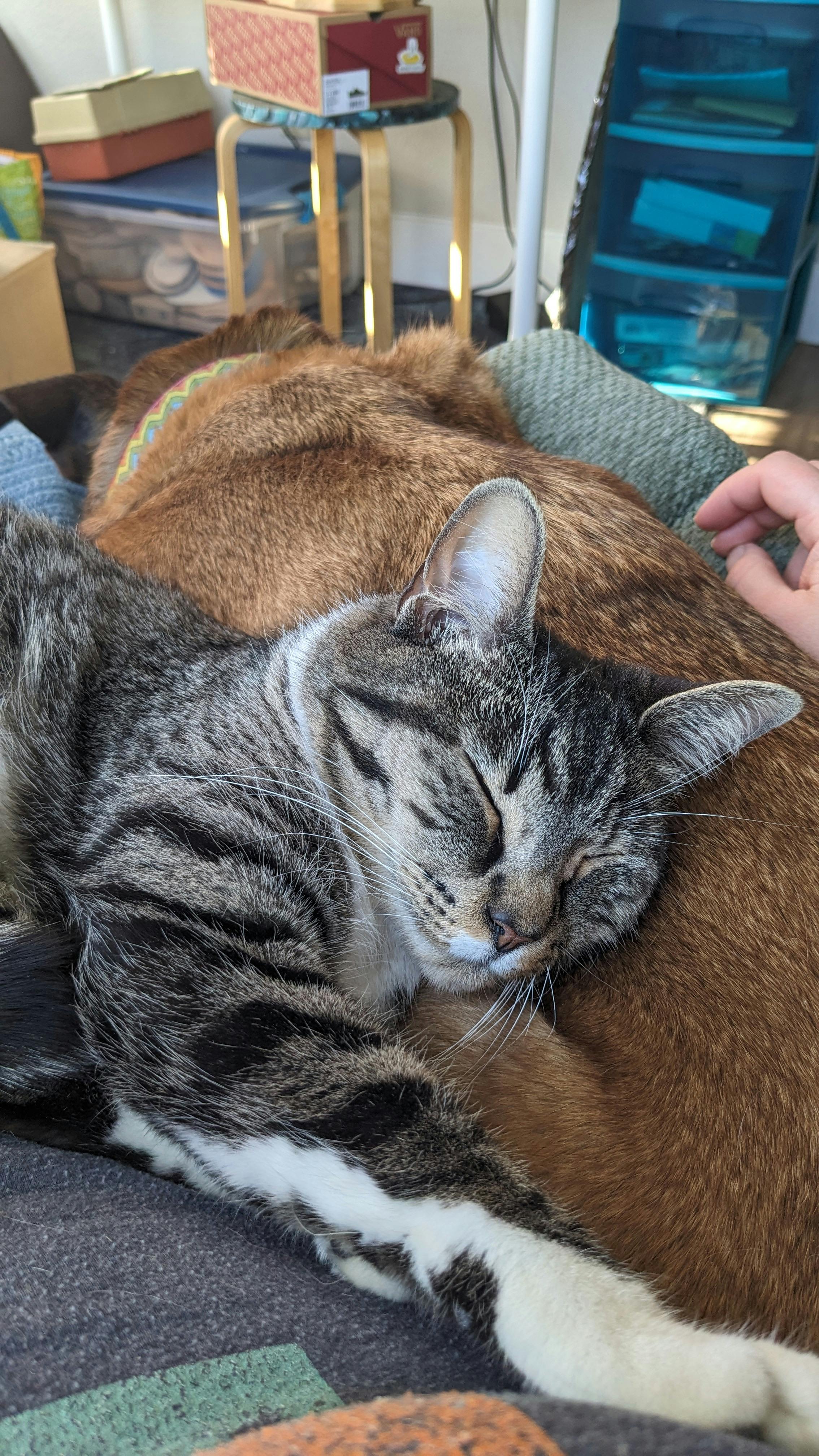 user avatar image for Anonymous Macaw #2000951