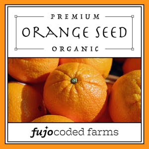 Orange Seed – Logo Sticker Sheet