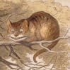 user avatar image for Cheshire Cat