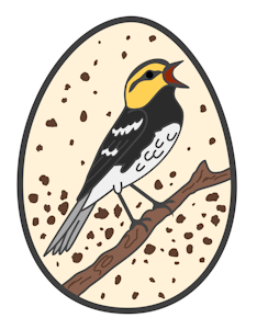 Golden Cheeked Warbler sticker