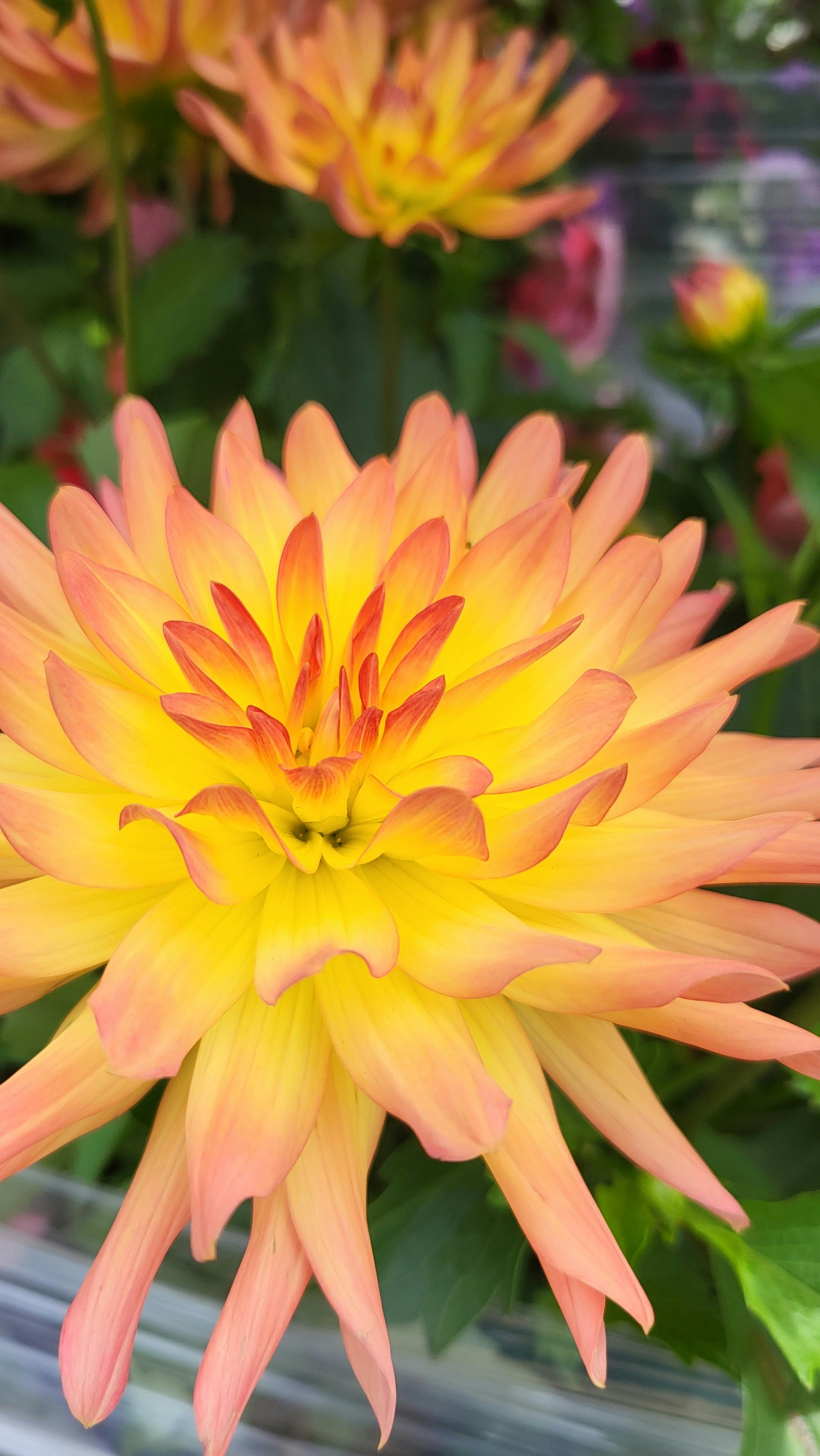 user avatar image for Victorian Wolf