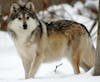 Belle (F1226) - Mexican Gray Wolf