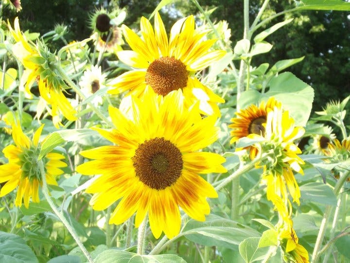 user avatar image for Kyrie