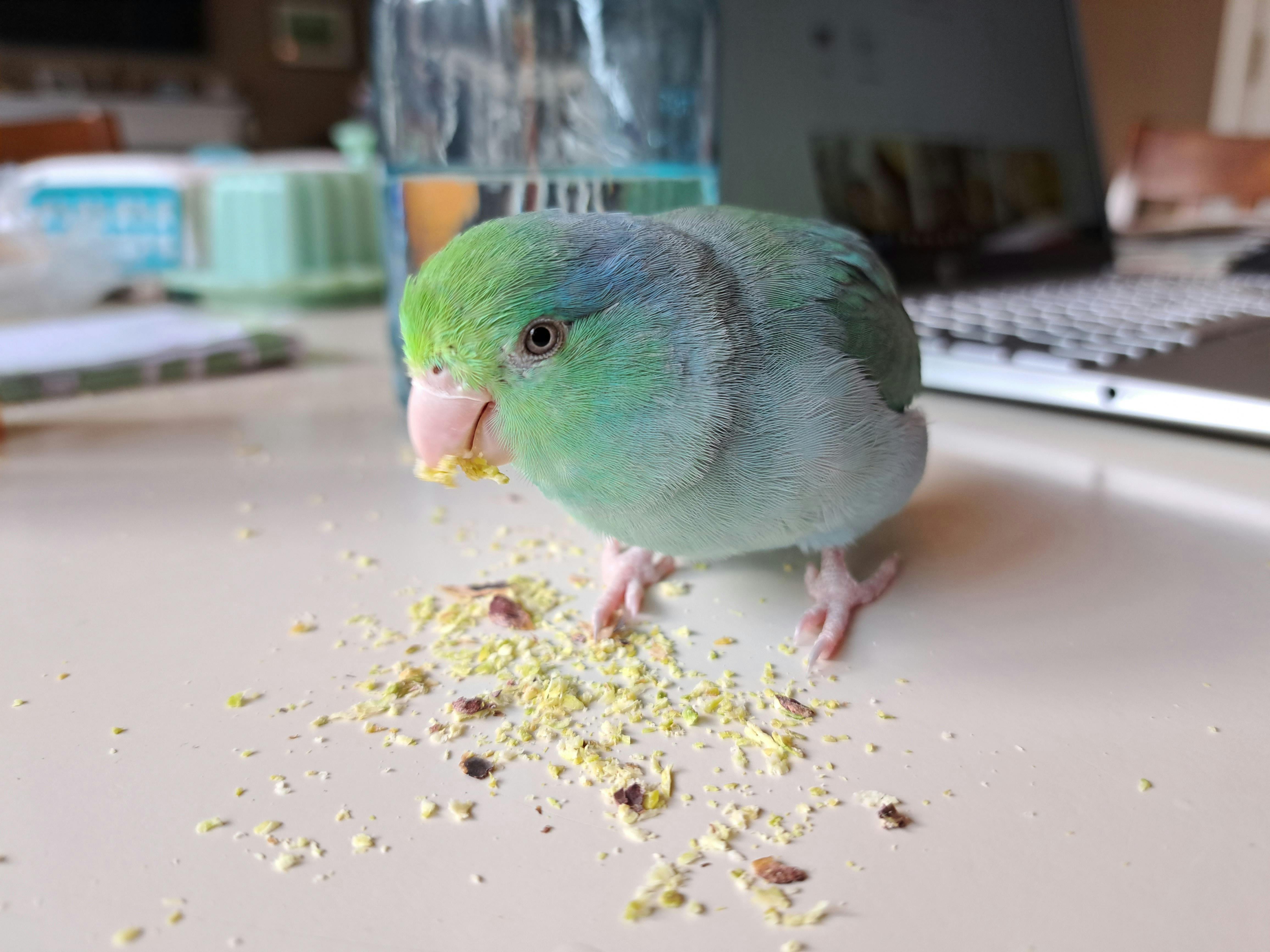 user avatar image for Corviforms