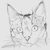 user avatar image for cat