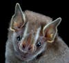 user avatar image for Bats In the Walls