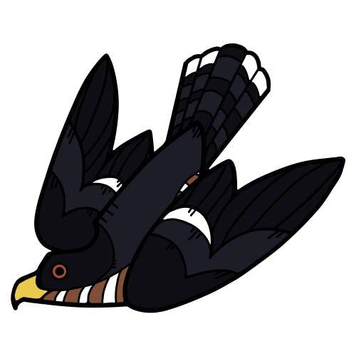 Sharp-Shinned/Cooper's Hawk