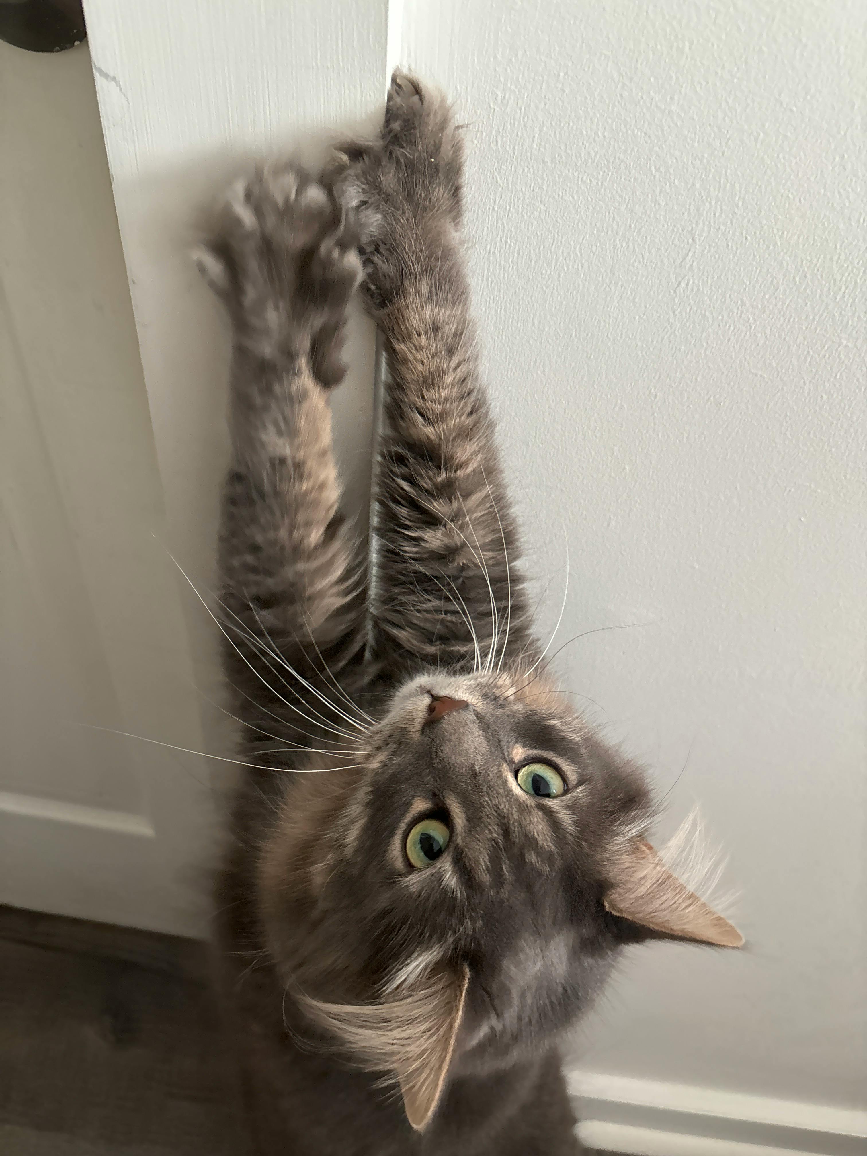 user avatar image for Torii