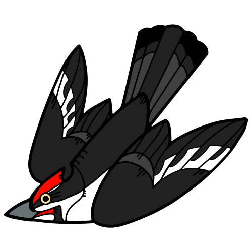 Pileated Woodpecker
